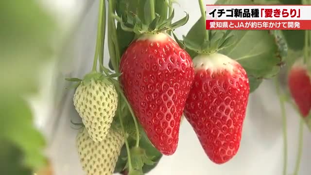 愛知の甘いイチゴ「愛きらり」認知拡大へ 「紅ほっぺ」と比較すると1株